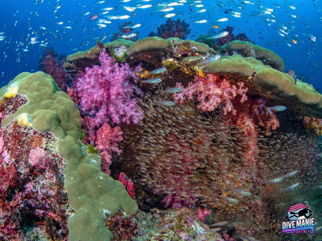 קאו לק Khaolak Dive Resort מראה חיצוני תמונה