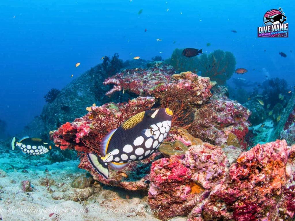 קאו לק Khaolak Dive Resort מראה חיצוני תמונה