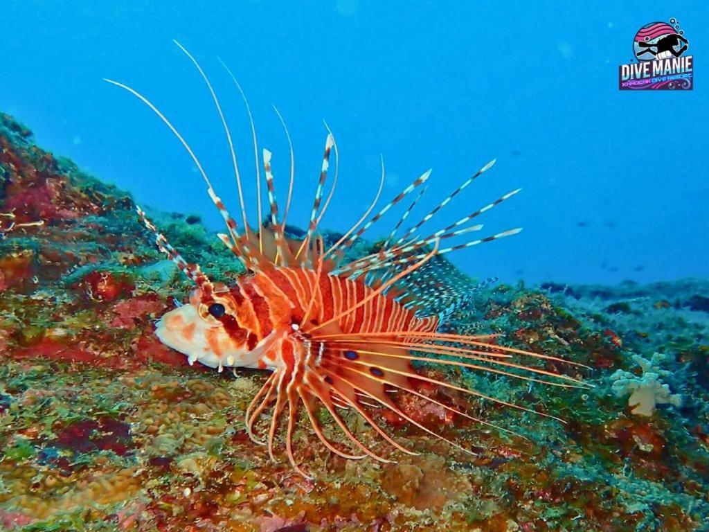קאו לק Khaolak Dive Resort מראה חיצוני תמונה